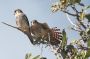 VI05 - 083 * A pair of posing American Kestrels.